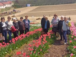 Látogatás a tulipános kertbe